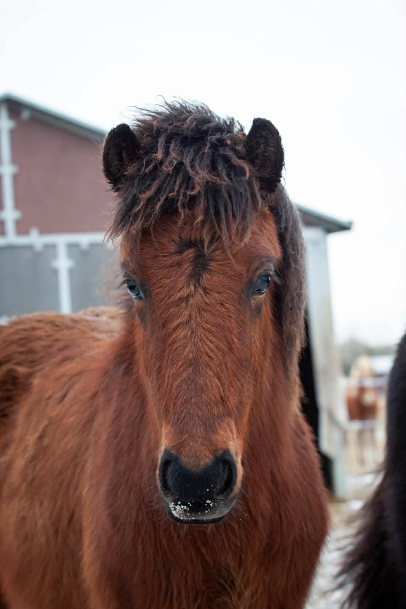 Drifandi fra Sjelborg Strand