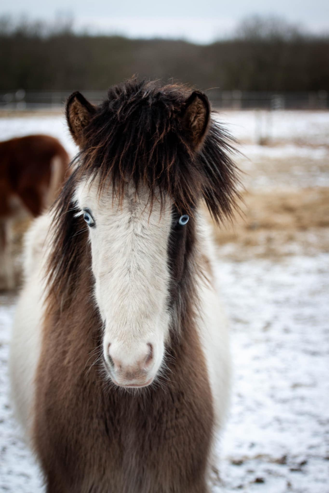 Dellingur fra Sjelborg Strand