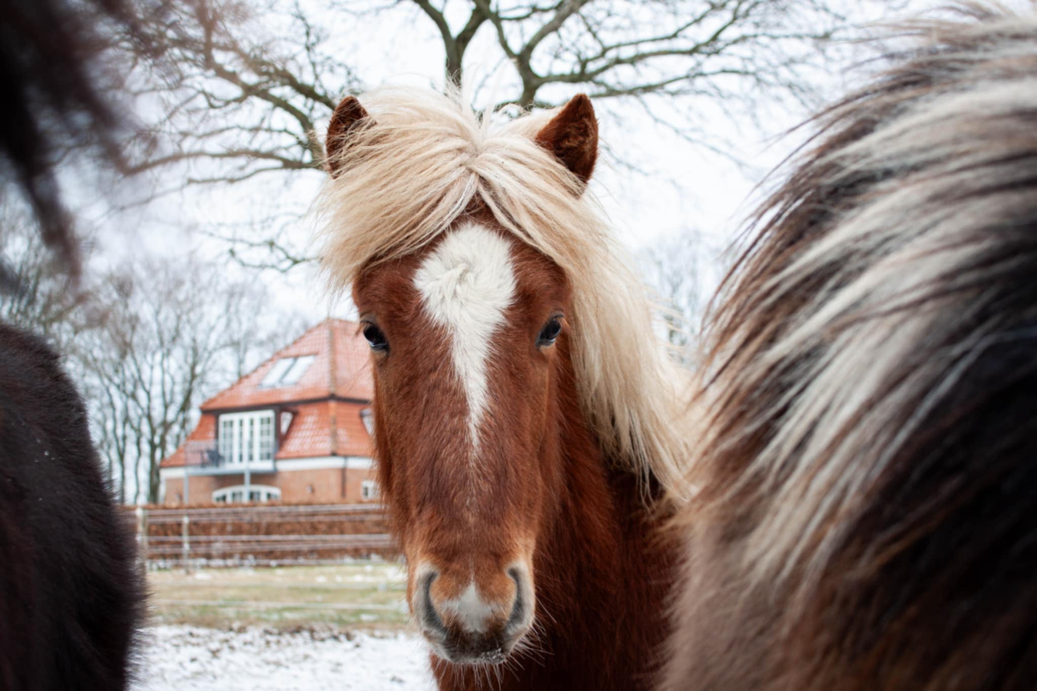 Dagnýr fra Sjelborg Strand