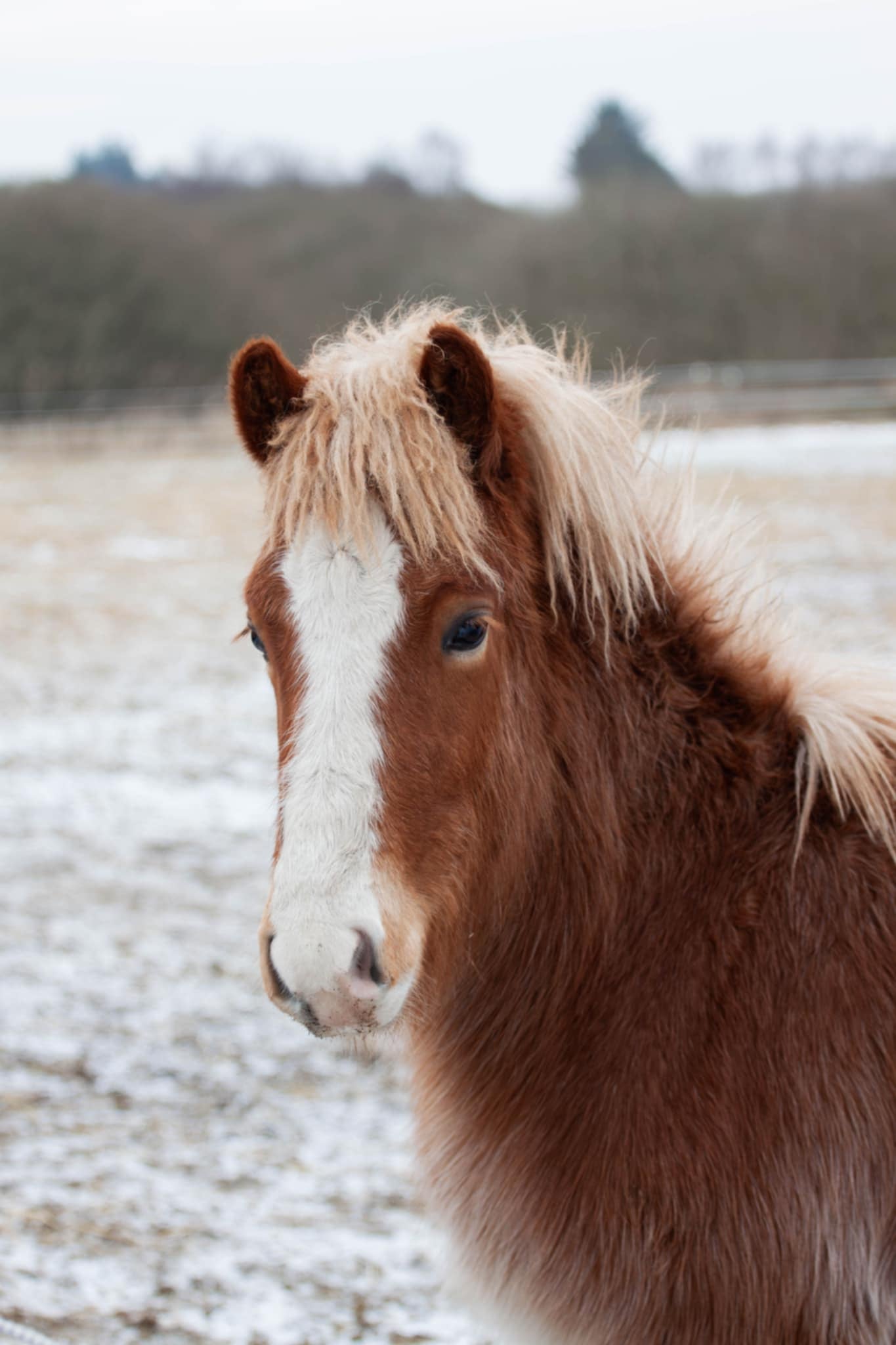 Draumar fra Sjelborg Strand